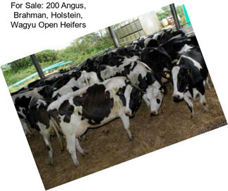 For Sale: 200 Angus, Brahman, Holstein, Wagyu Open Heifers