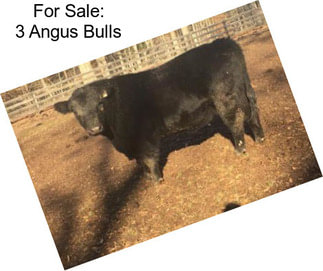 For Sale: 3 Angus Bulls