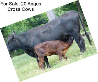 For Sale: 20 Angus Cross Cows