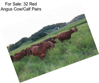 For Sale: 32 Red Angus Cow/Calf Pairs