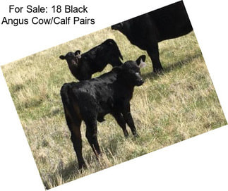 For Sale: 18 Black Angus Cow/Calf Pairs