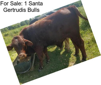 For Sale: 1 Santa Gertrudis Bulls