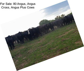 For Sale: 80 Angus, Angus Cross, Angus Plus Cows