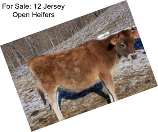 For Sale: 12 Jersey Open Heifers