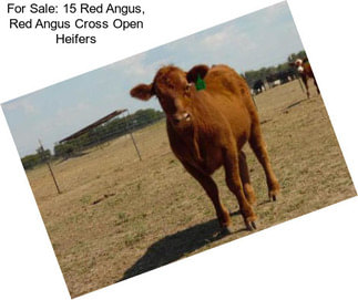 For Sale: 15 Red Angus, Red Angus Cross Open Heifers