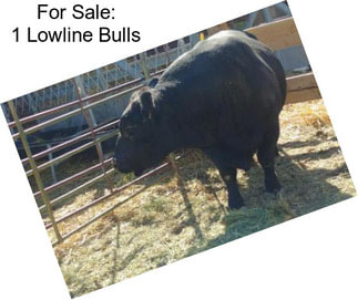 For Sale: 1 Lowline Bulls