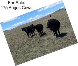 For Sale: 175 Angus Cows