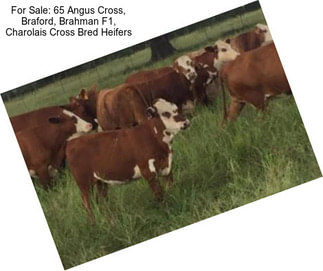 For Sale: 65 Angus Cross, Braford, Brahman F1, Charolais Cross Bred Heifers