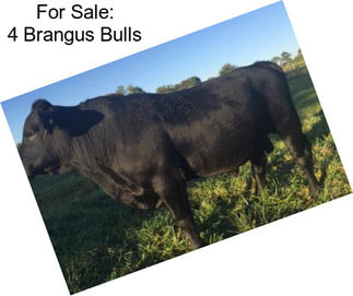 For Sale: 4 Brangus Bulls