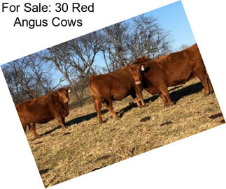 For Sale: 30 Red Angus Cows