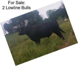 For Sale: 2 Lowline Bulls