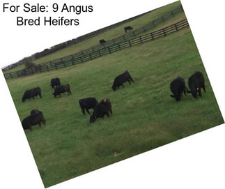 For Sale: 9 Angus Bred Heifers