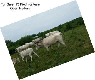 For Sale: 13 Piedmontese Open Heifers