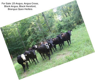 For Sale: 25 Angus, Angus Cross, Black Angus, Black Hereford, Brangus Open Heifers