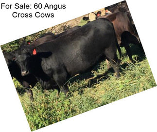 For Sale: 60 Angus Cross Cows