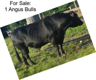 For Sale: 1 Angus Bulls