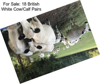 For Sale: 18 British White Cow/Calf Pairs