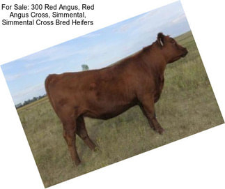 For Sale: 300 Red Angus, Red Angus Cross, Simmental, Simmental Cross Bred Heifers