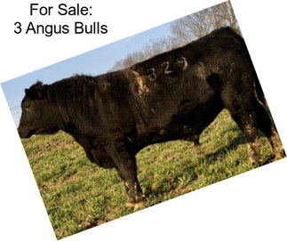 For Sale: 3 Angus Bulls