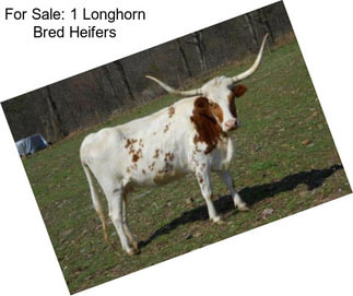 For Sale: 1 Longhorn Bred Heifers