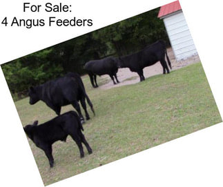 For Sale: 4 Angus Feeders
