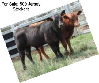 For Sale: 500 Jersey Stockers