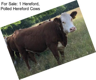 For Sale: 1 Hereford, Polled Hereford Cows