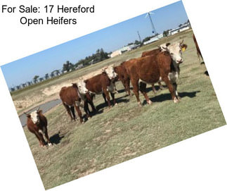 For Sale: 17 Hereford Open Heifers