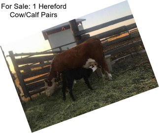 For Sale: 1 Hereford Cow/Calf Pairs