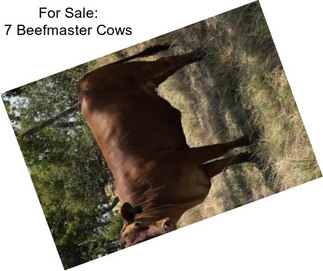 For Sale: 7 Beefmaster Cows