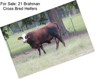 For Sale: 21 Brahman Cross Bred Heifers