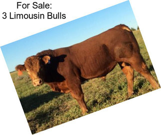 For Sale: 3 Limousin Bulls