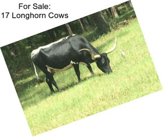 For Sale: 17 Longhorn Cows