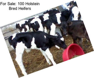 For Sale: 100 Holstein Bred Heifers