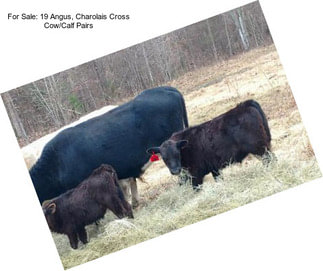 For Sale: 19 Angus, Charolais Cross Cow/Calf Pairs