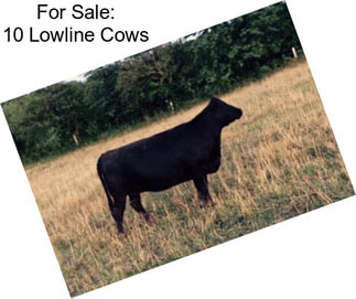 For Sale: 10 Lowline Cows