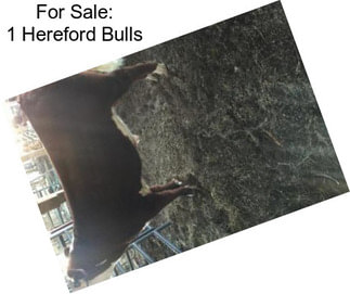 For Sale: 1 Hereford Bulls