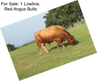 For Sale: 1 Lowline, Red Angus Bulls