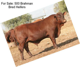 For Sale: 500 Brahman Bred Heifers