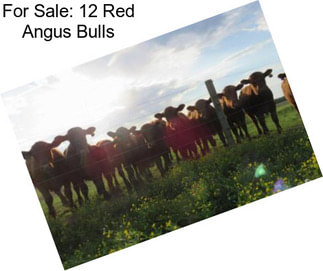 For Sale: 12 Red Angus Bulls