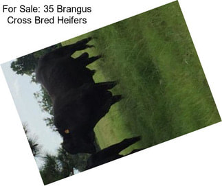 For Sale: 35 Brangus Cross Bred Heifers