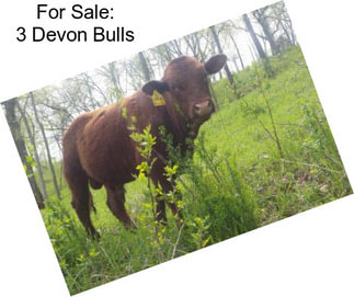 For Sale: 3 Devon Bulls