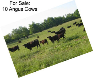 For Sale: 10 Angus Cows