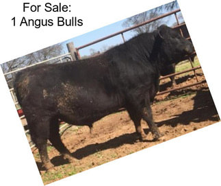 For Sale: 1 Angus Bulls