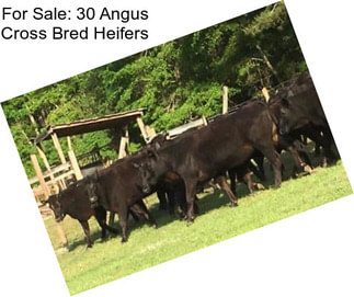 For Sale: 30 Angus Cross Bred Heifers