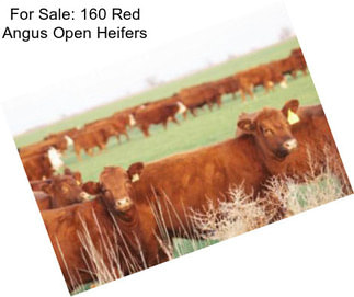 For Sale: 160 Red Angus Open Heifers