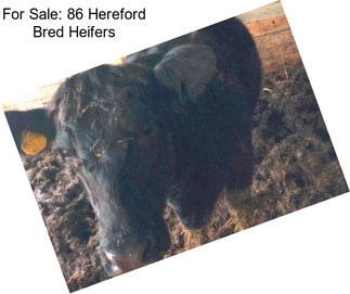 For Sale: 86 Hereford Bred Heifers