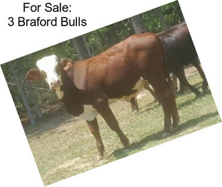 For Sale: 3 Braford Bulls