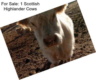 For Sale: 1 Scottish Highlander Cows