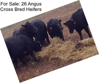For Sale: 26 Angus Cross Bred Heifers